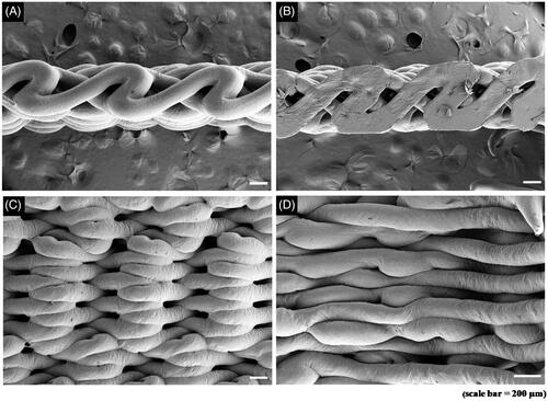 Figure 5. SEM images of the scaffolds. A. Superior view (×100). B. Inferior view (×100). C. Anterior view (×100). D. Inner view (×150).