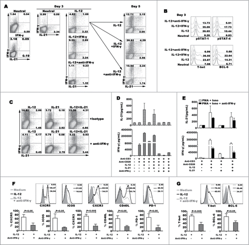 Figure 5. Effect of IFN-γ on modulating the expression and production of IL-21 and IFN-γ. Naive CD4+ T cells were stimulated for 3 d with anti-CD3 and anti-CD28 mAbs plus IL-12, and anti-IFN-γ or IFN-γ was added into the culture in the presence of IL-12 at day 0 and day 3, the expression of IL-21 and IFN-γ production were detected by FACS after re-stimulated with PMA and ionomycin at day 5, a representative dot plots were shown (A). Transcription factors phosphorylated STAT-1 and STAT-4, T-bet and BCL−6 were detected by FACS at day 3, a representative histogram graphs were shown (B). Naive CD4+ T cells were stimulated for 3 d in the presence of IL-12, IL-21 or IL-12 plus IL-21 with or without anti-IFN-γ. The cells were harvested, rested and re-stimulated for 6 h with PMA and ionomycin in the presence of BFA. IFN-γ and IL-21 production were analyzed by FACS (C). The cells were re-stimulated for 48 h with PMA and ionomycin, the levels of IFN-γ and IL-21 in supernatants were determined by ELISA (D). The cells were re-stimulated for 48 h with PMA and ionomycin in the presence of anti-IFN-γ. The levels of IFN-γ and IL-21 in supernatants were determined by ELISA (E). The expression of phenotypic markers (F) and transcription factor T-bet and BCL−6 (G) were analyzed by FACS under the conditions of IL-12 or IL-12 plus anti- IFN-γ. The representative histogram graphs and statistical data from 5 independent experiments were shown.