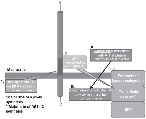 Figure 3 APP internalization and generation of Aβ. APP is trafficked through constitutive secretory pathways, undergoes post-translational modification and ultimately locates to the plasma membrane. Poorly understood mechanisms/signals then effect internalization/endocytosis of APP to intracellular sites where optimum pH exists for activation of is β-secretase (BACE-1) that process APP.