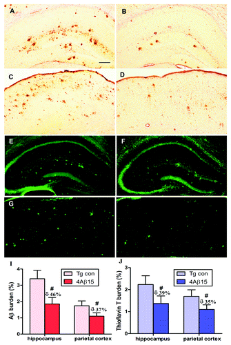 Figure 5. Reduction of cerebral Aβ pathology in APP/PS1 mice immunized with 4Aβ1-15. (A, B, E and F) The hippocampus. (C, D, G and H) The parietal cortex. (left) PBS-immunized APP/PS1 mice. (right) 4Aβ1-15-immunized APP/PS1 mice. (A–D) Mouse brain coronal sections were stained with monoclonal anti-human Aβ antibody 4G8. (I) Percentages (plaque burden, area plaque/total area) of Aβ antibody-immunoreactive Aβ plaques were calculated by quantitative image analysis and reductions for each mouse brain area analyzed are indicated. (E–H) Mouse brain sections from the indicated regions were stained with thioflavin T. (J) Percentages of thioflavin T-stained plaques were quantified by image analysis, and reductions for each brain region are indicated (n = 9, #p < 0.01). (Scale bar: 200 μm.)