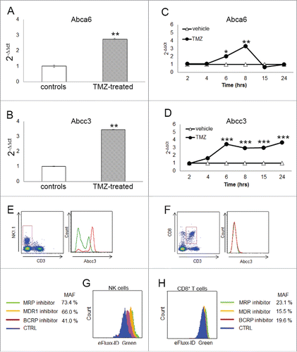 Figure 2. Abcc3 is responsible for NK cell chemo-resistance. (A and B) Relative expression of Abca6 and Abcc3 transporters in blood NK cells at 72 h, **p < 0.001. (C and D) Time course of Abca6 and Abcc3 expression in PBLs from naïve mice (n = 20) treated in vitro with 1 μM TMZ or DMSO; *p = 0.01, **p < 0.005 and ***p < 0.0001. (E and F) Abcc3 levels in NK and CD8+ T cells from glioma-bearing mice (n = 5/group) after three treatments of TMZ (red line) or DMSO (green line). (G and H) multidrug-resistance activity assay in NK and CD8+ T cells from PBLs of naive mice (n = 25) treated in vitro with 1 μM TMZ or DMSO for 4 h. MAF values > 25 are indicative of multidrug-resistant phenotype.