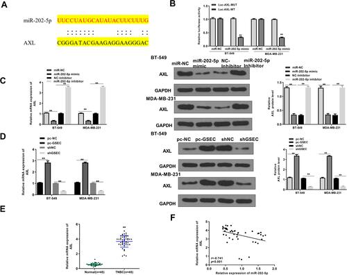 Figure 5 AXL was a target of miR-202-5p. (A) The putative binding site between miR-202-5p and AXL was predicted by Starbase v2.0. (B) The luciferase reporter activity of Luc-AXL-WT/MUT was detected by dual luciferase reporter assay. (C) BT-549 and MDA-MB-231 cells were transfected with miR-202-5p mimics/inhibitor and corresponding negative controls (miR-NC and inhibitor NC). The expression of AXL was detected by qRT-PCR and Western blot. (D) BT-549 and MDA-MB-231 cells were transfected with pc-GSEC, sh-GSEC, and corresponding negative controls (pc-NC and sh-NC). The expression of AXL was detected by qRT-PCR and Western blot. (E) The expression of AXL in TNBC tissues and adjacent normal tissues was detected by qRT-PCR (n = 45). (F) The correlation between miR-202-5p and AXL in TNBC tissues was evaluated by Pearson’s correlation analysis (n = 45). **p < 0.01.