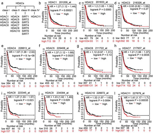Figure 1. The prognostic value of HDACs in OC patients. A. Classification of members of the HDAC family. B-L. The prognostic value of expression of HDACs included in www.kmplot.com. PFS curves were plotted for all patients.