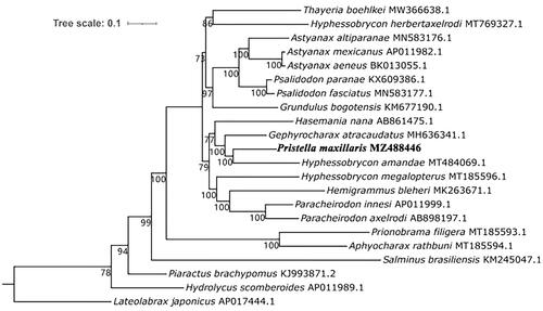 Figure 1. Maximum-likelihood phylogenetic relationships of Crassostrea based on the concatenated sequence of 13 protein-coding genes using IQ-TREE v1.6.8. The Lateolabrax japonicus was used as outgroup. The P. maxillaris genome was marked in bold font.