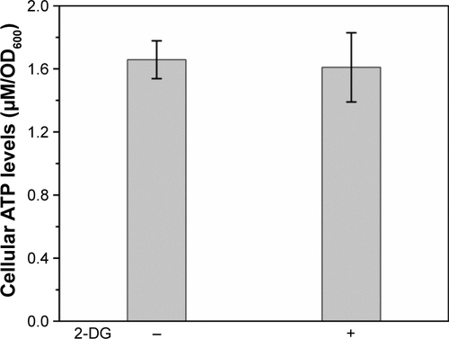 Figure S6 Intracellular ATP concentrations of the WT cells under the effect of 0.2% (wt/vol) 2-dexoglucose (2-DG) added with the introduction of CdCl2. −, blank control without 2-DG; +, 0.2% 2-DG into the culture.Abbreviations: OD, optical density; WT, wild-type.