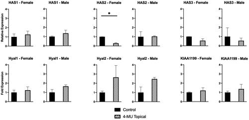 Figure 4. Hyaluronan synthase and hyaluronidase expression in murine dorsal skin. Topical 4-MU treatment only significantly decreased expression of HAS2 in female mice as shown by qRT-PCR analysis of dorsal skin. No significant difference in HAS2 expression was seen in male mice. n = 6-8 (3–4 male and 3-4 female) mice per treatment group. Bar plots show average ± standard deviation. * p<.05