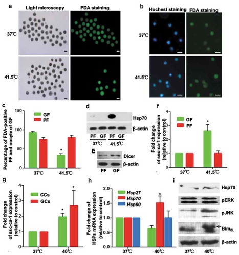 Figure 4. Primordial follicles are more tolerant of heat stress than growing follicles