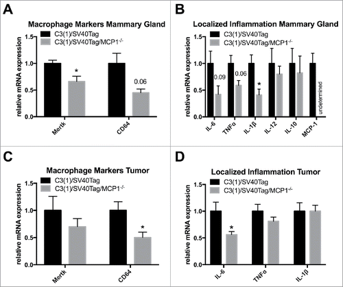 Figure 4. Macrophage markers and localized inflammation in the mammary gland and tumor. (A) Relative gene expression of macrophage markers in the mammary gland. (B) Relative gene expression of inflammatory mediators in the mammary gland. C3(1)/SV40Tag n = 10, C3(1)/SV40Tag/MCP-1−/− n = 7. (C) Relative gene expression of macrophage markers in the tumor. (D) Relative gene expression of inflammatory mediators in the tumor. *P≤0.05. Data are represented as ± SEM, C3(1)/SV40Tag n = 13, C3(1)/SV40Tag/MCP-1−/− n = 10.