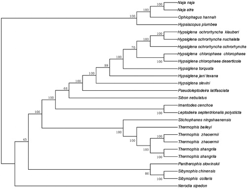 Figure 1. Molecular phylogeny of Thermophis baileyi and other related species in ferns based on complete mitochondrial genome. The sequences accession number for tree re-construction is listed as follows: Thermophis baileyi (MF326642); Hypsiscopus plumbea (DQ343650); Nerodia sipedon (JF964960); Pantherophis slowinskii (DQ523162); Sibynophis chinensis (NC022430); Sibynophis collaris (NC016424); Thermophis zhaoermii (GQ166168); Thermophis zhaoermii (NC012816); Thermophis shangrila (MF066951); Thermophis shangrila (KU174488); Pseudoleptodeira latifasciata (EU728579); Hypsiglena chlorophaea chlorophaea (EU728593); Hypsiglena chlorophaea deserticola (EU728587); Hypsiglena jani texana (EU728592); Hypsiglena ochrorhyncha klauberi (EU728589); Hypsiglena ochrorhyncha nuchalata (EU728581); Hypsiglena ochrorhyncha ochrorhyncha (EU728578); Hypsiglena slevini (NC013987); Hypsiglena torquata (EU728591); Imantodes cenchoa (EU728586); Sibon nebulatus (EU728583); Leptodeira septentrionalis polysticta (EU728590); Stichophanes ningshaanensis (NC026083); Naja atra (EU913475); Ophiophagus hannah (NC011394); Naja naja (DQ343648).