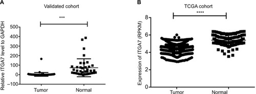 Figure 1 ITGA7 expression in breast cancer in validated cohort and TCGA cohort.Notes: (A) ITGA7 expression was examined by RT-qPCR in 36 paired human breast cancer tissues and adjacent noncancerous tissues (paired t-test, P<0.001). A logarithmic scale of 2−ΔΔCt is used to represent the fold change in quantitative real-time PCR detection. (B) The TCGA cohort contained 1,100 breast tumor tissues and 113 normal tissues. RPKM is used to represent expression of ITGA7. The analysis was done using the Mann–Whitney U-test. ***P<0.001: ****P<0.0001.Abbreviations: ITGA7, integrin subunit alpha 7; RPKM, reads per kilobases per million reads; RT-qPCR, real-time quantitative PCR; TCGA, The Cancer Genome Atlas.