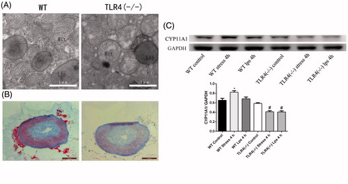 Figure 4. Ultrastructure, lipid storage, and steroidogenic enzyme content in WT and TLR4−/− mouse adrenal glands. (A) Electron micrographs of adrenocortical cells in the zona fasciculata. Mitochondria (MIT), smooth endoplasmic reticulum, and liposomes (LIP) are visible in the cytoplasm of WT and TLR4−/− mice. Note the round shape, disorganized arrangement of tubulovesicular cristae, and presence of metrical vacuoles in the mutant. Scale bar 1 μm. (B) Cryosections of whole adrenal gland stained with Oil red O in WT and TLR4−/− mice without any treatment showing fewer red-stained lipid-droplets in TLR4 mutant mice. Scale bar 200 μm. (C) Western blotting of adrenal gland protein samples and the corresponding integrated optical density (IOD) ratio values (CYP11A1/glyceraldehyde 3-phosphate dehydrogenase [GAPDH]). The expression of CYP11A1 (P450scc) increased 4 h after stress or lipopolysaccharide (LPS) treatment in WT but decreased in TLR4−/− mice. Results represent mean ± SEM (n = 5 mice per group). *p < .05 versus WT vehicle group (isotonic saline). #p < .05 (one-way ANOVA, Tukey’s test) versus TLR4−/− vehicle group (isotonic saline).