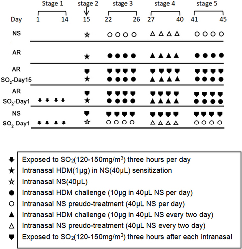Figure 1 The experimental protocol for HDM sensitization and SO2 exposure. Mice in the AR group, AR-SO2-day15 group and AR-SO2-day1 group were intranasally sensitized with HDM challenge. In addition, SO2 exposure was initiated beginning on day 15 and day 1 in the AR-SO2-day15 group and AR-SO2-day1 group, respectively. The NS control group and SO2-treated control group were challenged with normal saline instead of HDM, while the SO2-treated control group was also exposed to SO2 beginning on day 1.