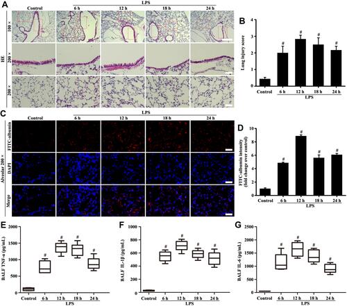 Figure 1 Mice were intratracheally atomized with 5 mg/kg LPS (stimulation for 6, 12, 18, and 24 h) to observe pathological changes. Histological evaluation of lung was conducted by HE staining (A, magnification, × 100; scale bar, 100 μm. Magnification, × 200; scale bar, 50 μm). FITC-albumin permeability was determined by Fluorescence analysis (C, magnification, × 200; scale bar, 50 μm). Inflammatory cytokine of TNF-α (E), IL-1β (F), and IL-6 (G) in the BALF were measured by ELISA kits. (B) Lung injury score of (A). (D) Fluorescence intensity analysis of (C). All data are presented as the mean ± SD of three independent experiments. #p < 0.05 vs the control group.