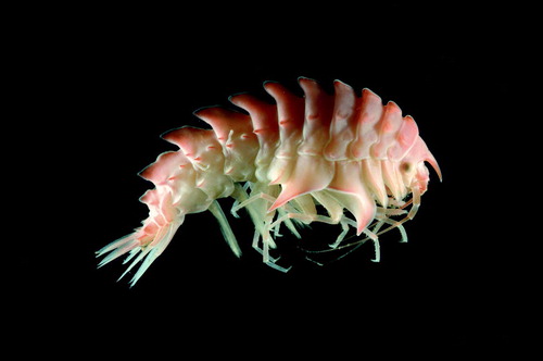 The amphipod Epimeria loricata (Sars, 1879) collected in the Barents Sea during an ecosystem cruise of the Institute of Marine Research (R/V Johan Hjort, September 2006); photographer: David Shale (http://www.davidshale.com).