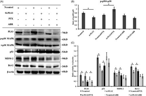 Figure 3. Down-regulation of plastin 3 (PLS3) activates the p38 MAPK signalling pathway with exposure to paclitaxel (PTX) but not with Abraxane (ABR). (A) The expression of PLS3, p-p38 MAPK, t-p38 MAPK, p53, MDM-2, and Bcl-2 in MDA-MB-231 cells treated with 6 nM PTX or ABR for 24 h was detected by Western blotting. MDA-MB-231 cells were transfected with Ncontrol or si-PLS3 for 48 h before treatment. β-Actin was used as a loading control. (B) Histogram plots representing the ratio of p-p38/t-p38. The expression of p-p38 and t-p38 was analyzed using ImageJ software. (C) Relative expression levels of PLS3, p53, MDM-2, and Bcl-2, normalized to the expression of β-actin. The PLS3, p53, MDM-2, and Bcl-2 expression values were analyzed using ImageJ software. *p < .05. All the data represent the means ± SD of three independent experiments.