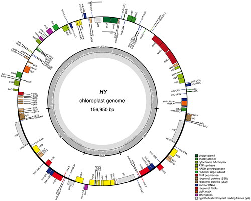 Figure 2. The chloroplast genome map of QHP. Genes shown outside the circle are transcribed clockwise, and genes inside are transcribed counter-clock-wise. Genes belonging to different functional groups are color-coded. The darker grey in the inner corresponds to the GC content and the lighter grey to the AT content.