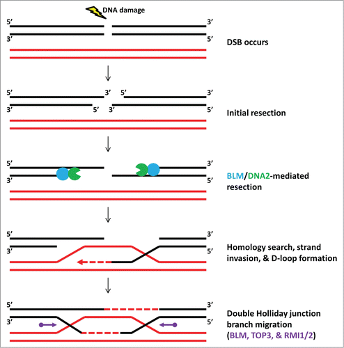 Figure 2. Simplified model of double-strand break (DSB) repair. When a DSB occurs, the DNA surrounding the break is initially resected in the 5′-3′ direction to produce 3′ ssDNA overhangs. The BLM helicase can load onto this 3′ ssDNA and translocate in the 3′-5′ direction, unwinding the double helix to create additional 5′ ssDNA that the DNA2 nuclease degrades to further resect the DNA away from the lesion. The RAD51 recombinase (not pictured) coats the ssDNA to initiate a homology search, strand invasion, and D-loop formation on the undamaged chromosome (red). DNA synthesis (red dashed arrow) serves to copy the missing genetic information. One of the pathways used to resolve these recombination intermediates involves the formation of double Holliday junctions and their branch migration and resolution by a complex composed of BLM, TOP3, RMI1, and RMI2 (purple).