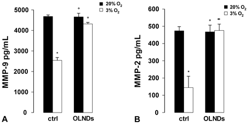 Fig. 3. Oxygen tension and OLND effects on the levels of secreted gelatinases (MMP-2 and -9) in human placental explants.