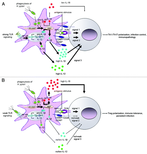 Figure 1. Schematic representation of the DC/T-cell interface under immunogenic and tolerogenic conditions. (A) DC exposure to H. pylori in inflamed tissues, e.g., upon challenge of mice that have previously been immunized with an H. pylori-specific vaccine, results in DCs with predominantly immunogenic properties. Such immunogenic DCs are characterized by high expression of co-stimulatory molecules (CD80, CD86), abundant secretion of IL-12 and IL-1β and little if any production of IL-18. Immunogenic DCs provide three signals to T-cells: the antigenic stimulus, co-stimulatory signals and T-effector cell-inducing cytokines. The ultimate outcome is Th1/Th17 polarization, efficient control of H. pylori infection and severe T-cell-driven immunopathology. (B) Under tolerance-promoting conditions, e.g., exposure to H. pylori during the neonatal period, the uptake of H. pylori renders DCs tolerogenic; tolerogenic DCs express little or no CD80/CD86, IL-12 and IL-1β, but instead produce large amounts of IL-18 upon inflammasome and caspase-1 activation. Tolerogenic DCs provide a strong antigenic stimulus to T-cells in the absence of signals 2 and 3, and preferentially induce Treg differentiation. Strong Treg and weak T-effector responses favor immune tolerance and persistent infection and cross-protect against allergen-specific T-cell responses and allergic disease manifestations.