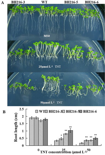 Figure 2. Morphological responses of wild-type and transgenic plants under different concentrations of TNT. (a) Wild-type (WT) and BH216 plants germinated and grown vertically for 2 weeks on half-strength MS agar plates containing 0, 25 and 50 μmol L−1 TNT. (b) Root length of 2-week-old WT and BH216 plants grown on half-strength MS agar plates containing 0, 25 and 50 μmol L−1 TNT. The data represent mean values ± SD (n = 10).