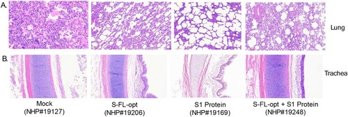 Figure 6. Histology analysis of key organ tissue samples including lung (A) and trachea (B) from non-human primates receiving different vaccination regimens in the study (individual rhesus macaques numbers used in the study are shown).