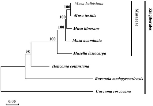 Figure 1. Maximum likelihood phylogenetic tree of Musa balbisiana with 7 species in the order Zingiberales based on complete chloroplast genome sequences. Numbers in the nodes are bootstrap values from 1000 replicates. Chloroplast genome accession number used in this phylogeny analysis: Musa balbisiana (MH_048658), Musa textilis (NC_022926), Musa itinerans (NC_035723), Musa acuminata (HF_677508), Musella lasiocarpa (NC_035637), Heliconia collinsiana (NC_020362), Ravenala madagascariensis (NC_022927), Curcuma roscoeana (NC_022928).