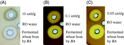 Figure 1. Radial diffusion results of wheat bran added 60% water and 10% BA for 3-day fermentation (A) protease (B) xylanase (C) cellulase.