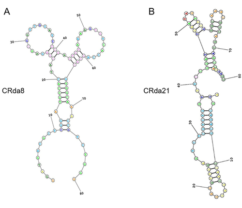 Figure 3 Predicted secondary structures of aptamer candidates CRda8 (A) and CRda21 (B).