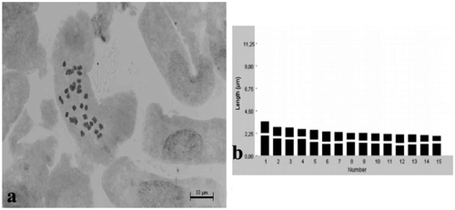 Figure 7. Klasea lasiocephala. (a) Metaphase chromosomes (scale bar 10 μm); (b) idiogram.