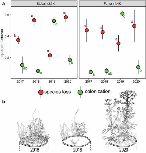 Figure 2. (a) Yearly rates of species loss and gain in two warmed mountain plant communities. Warming combined with drought led to destabilized communities gradually losing native species, creating a window of opportunity for the colonization of novel species after the severe drought in 2018. For in situ control communities, see Figure S1. Shown are mean local rates of species loss and gain (n = 9) and standard errors (p < .05). Letters indicate differences across years per treatment. (b) Schematic of turnover of species composition at three time steps under warmed conditions: initially and after two and four years of climatic exposure. Here, the typically dense and low-statured mountain plant community from Furka (Switzerland) was disrupted by interacting stressors in 2018, creating windows of opportunity for novel species to colonize. Note that only one native species (Nardus stricta) was able to persist over a four-year warming period, and tall-statured, highly competitive novel species started to dominate the translocated communities from 2019 on, in both proportions of aboveground biomass (AGB) species richness. Sketches adapted from Jäger and Rothmaler (Citation2017).