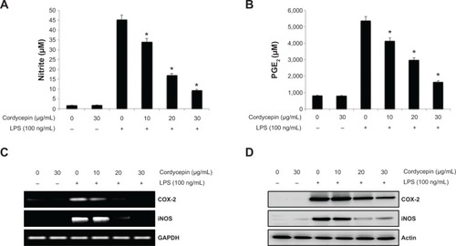 Figure 1 Inhibition of nitric oxide and PGE2 production by cordycepin in LPS-stimulated RAW 264.7 macrophages.