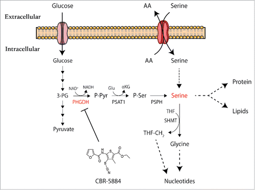 Figure 1. The serine synthesis pathway and downstream anabolic reactions of serine. Serine can be imported from the extracellular space by amino acid exchangers that trade extracellular serine for an intracellular amino acid (AA). Alternatively, serine can be synthesized de novo from glucose via the phosphoserine pathway in three reactions: first, PHGDH oxidizes 3-phosphoglycerate (3-PG) using an NAD+ cofactor to give phosphohydroxy pyruvate (P-Pyr); second, phosphoserine aminotransferase (PSAT1) transaminates P-Pyr to phosphoserine (P-Ser) using glutamate (Glu) as the nitrogen donor; finally, phosphoserine phosphatase (PSPH) hydrolyzes P-Ser to serine. Serine is directly incorporated into proteins and the head groups of certain lipids. Serine hydroxymethyltransferases (SHMTs) catabolize serine to glycine and methylene tetrahydrofolate (THF-CH2) thus charging the intracellular folate pool. Both serine-derived folate one-carbon units and glycine contribute to nucleotide synthesis. The newly identified compound CBR-5884 specifically inhibits PHGDH to abrogate serine synthesis.