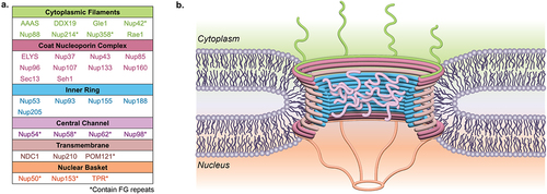 Figure 1. The nuclear pore complex is a large macromolecular structure. (a) The nuclear pore complex (NPC) is comprised of six subdomains: the cytoplasmic filaments, the coat nucleoporin complex, the inner ring, the central channel, the transmembrane nucleoporins, and the nuclear basket. Many phenylalanine-glycine (FG)-Nups (indicated by an asterisk) are found in the central channel. However, FG-Nups are also found at the asymmetric cytoplasmic and nuclear faces of the NPC. (b) The NPC sits within the double membrane of the nucleus, and the NPC core demonstrates two-fold symmetry across the nuclear envelope, with the asymmetric cytoplasmic filaments and nuclear basket Nups projecting into their corresponding cellular compartments.