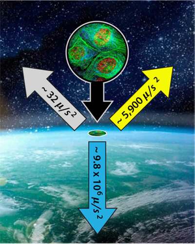 Figure 5. The three gravitational accelerations experienced by all earthbound organisms (values cycle with the periodicity of their respective gravitational couplings). Earth (blue arrow). Sun (yellow arrow). Moon (gray arrow)