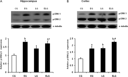 Figure 3. Changes in ERK1/2 protein expression in the hippocampus and cortex after low-intensity treadmill exercise and bright light exposure. Western blots of p-ERK 1/2 proteins from lysates of rat hippocampus (A) and cortex (B) and their quantification. a, p < 0.01, b, p < 0.001 vs. control group and †p < 0.001 vs. light group, #p < 0.001 vs. exercise group and light group. CG, control group; EG, exercise group; LG, light group; ELG, exercise plus light group.