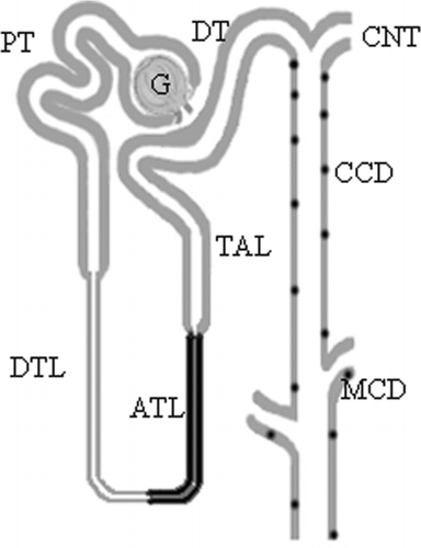 Figure 5 Schematic representation of Cx30.3-expressing nephron segments (bold line) in both the mouse, rat, and rabbit kidney. G: glomerulus; PT: proximal tubule; DTL: descending thin limb; ATL: ascending thin limb; TAL: thick ascending limb of the loop of Henle; DT: distal tubule; CNT: connecting tubule; CCD: cortical collecting duct; MCD: medullary collecting duct. Cx30.3 labeling was found in the ATL and in select (intercalated) cells of the CCD and MCD.