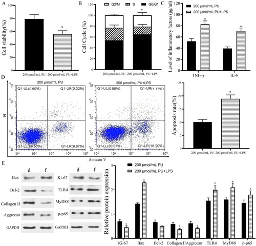 Figure 7. LPS reversed the effect of PU in IL-1β-treated NPCs. (A) The cell viability NPCs detected by CCK-8; (B) The cell cycle assessed by flow cytometry; (C) The contents of TNF-α and IL-6 were analysed by ELISA; (D) The poptosis rate of NPCs detected by Annexi-V/PI double staining; (E) The expression levels of Ki-67, Bax, Bcl-2, Collagen II, Aggrecan, TLR4, MyD88, and p-p65 (d: 200 μmol/mL PU group, f: 200 μmol/mL PU + LPS group). Data are represented by mean ± SD, n = 3. *p < 0.05, vs. 200 μmol/mL PU group.