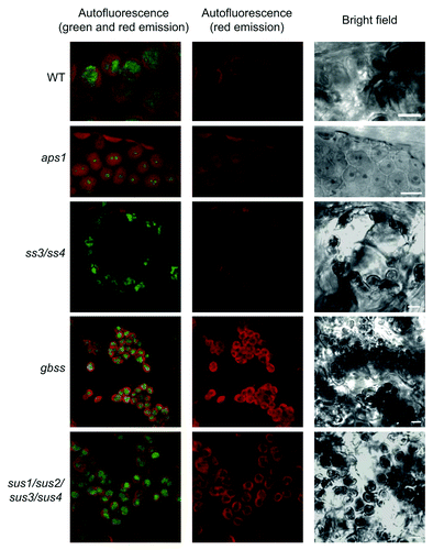 Figure 1. Confocal fluorescence microscopic analysis of iodine stained starch in leaves. Green fluorescence emission of iodine-stained starch granules occurring in chloroplasts of WT, aps1, ss3/ss4, gbss and sus1/sus2/sus3/sus4. Plants were grown in pots at ambient CO2 (350 ppm) at 20°C under a 16 h light (90 μmol photons sec–1 m−2) / 8 h dark regime. Leaves were harvested at the end of the light period, fixed, stained as described in the main text, and examined using a D-Eclipse C1 confocal microscope with Ar 488 nm excitation using BA515/30 filter (detector gain setting 7.2). Note that green fluorescence associated only with oval/round structures that were identified as starch granules. Bar = 5 µm.