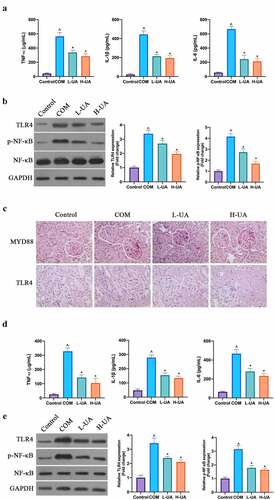 Figure 5. UA protected the kidney from COM-induced renal inflammation damage