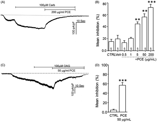 Figure 5. Effects of PCE on TRPC3 currents in HEK293 cells overexpressing M3 muscarinic receptors and human TRPC3 channels. Transiently transfected HEK293 cells were stimulated with 100 µM carbachol (A, B) or 100 µM OAG (C, D), followed by addition of 200 µg/mL or 50 µg/mL PCE, respectively. Representative traces showing the inhibitory effects of 200 or 50 µg/mL PCE on carbachol-stimulated (A) and OAG stimulated hTRPC3 (C) currents, respectively. Effects of carbachol and OAG are summarized in B and D, respectively. Bars represent the mean values of inhibition ± SEM (**p < 0.01, ***p < 0.001).