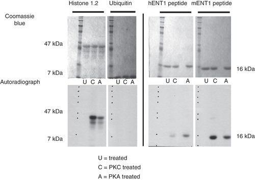 Figure 4. In vitro kinase assays of the Ub-mENT1 and Ub-hENT1 large intracellular loop peptides using PKA or PKC. Peptides of the large intracellular loops were tested for phosphorylation activity using PKA (A) or PKC (C) and as a negative control, an untreated sample (U). Coomassie blue stained gels confirm equal loading. The soluble protein, histone 1.2, was used a positive control and shows phosphorylation by PKC and PKA. To determine whether the kinases were able to label the ubiquitin tag at the N-terminal end of each peptide, the ubiquitin backbone alone was tested for phosphorylation activity. No signals are seen demonstrating that the ubiquitin backbone does not contribute to phosphorylation of the peptide. Autoradiography of the hENT1 and mENT1 peptides indicates that both are phosphorylated by PKA and PKC. Assays were conducted twice with identical results. Representative images are shown based on two independent experiments.