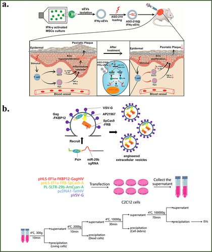 Figure 8 (a) Schematic representation of the pathogenesis of psoriasis alleviation by ASO-210@IFNγ-sEVs (Reprinted with the permission fromZhang WX, Lin JX, Shi PL, et al. Small extracellular vesicles derived from MSCs have immunomodulatory effects to enhance delivery of ASO-210 for psoriasis treatment. Front Cell Dev Biol. 2022; 2022:10842813;Citation195 Copyright © 2022,The Author(s)). (b) Schematic of tumor-derived exosome-loaded CRISPR/Cas9 targeting PARP-1 in combination with cisplatin (Reprinted with the permission from Chen R, Yuan WL, Zheng YJ, et al. Delivery of engineered extracellular vesicles with miR-29b editing system for muscle atrophy therapy. J Nanobiotechnol. 2022;20(1):304;Citation199 Copyright © 2022, The Author(s)).