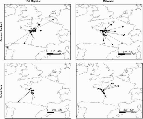 Figure 4. Movements of Common Pochards and Tufted Ducks from the lake of Grand-Lieu during autumn migration (October–November, n = 57) and midwinter (December–February, n = 86). Only movements greater than 10 km are shown.