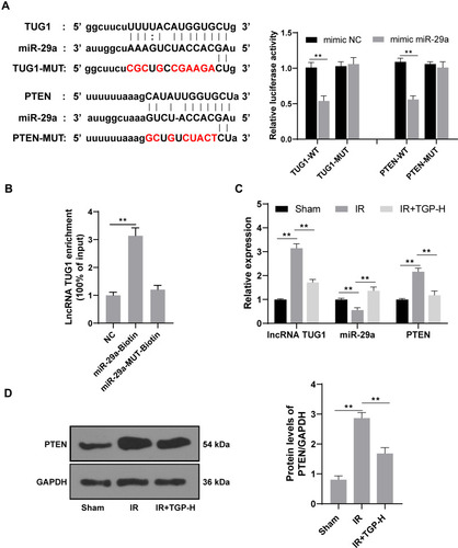 Figure 3 TGP inhibited PTEN expression via the lncRNA TUG1/miR-29a axis. (A) The targeting relationship among lncRNA TUG1/miR-29a/PTEN was confirmed using dual-luciferase reporter gene assay; (B) the targeting relationship between lncRNA TUG1 and miR-29a was verified using RNA pull-down assay; (C) the expressions of lncRNA TUG1, miR-29a and PTEN were detected using RT-qPCR, and the target gene PTEN of lncRNA TUG1 was verified using Western blot, N = 6; (D) the level of PTEN of rats in the sham, IR and IR + TGP-H group was detected using Western blot, N = 6. The cell experiment was repeated 3 times. Data were expressed as mean ± standard, and analyzed using one-way ANOVA, followed by Tukey’s multiple comparison test, **p < 0.01.