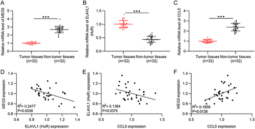 Figure 10 Expression and correlation verification of MEG3, HuR, and CCL5 in HCC samples. (A–C) RT-qPCR was performed to measure MEG3, HuR, and CCL5 expression in HCC samples (n=32) and non-tumor samples (n=32). (D–F) Spearman correlation analysis was performed to analyze the expression correlation between MEG3 and HuR (D), that between HuR and CCL5 (E), and that between MEG3 and CCL5 (F). ***p<0.001.