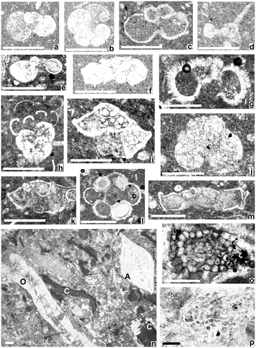 Figure 28(B). Micopalaeontological evidence. Late Cretaceous planktic foraminifera and Miocene large foraminifera. (a–b) Hedbergella sp., sample 165, Otlukbeli area, Late Cretaceous; (c) Archaeoglobigerina cretacea (d’Orbigny), sample 112; (d) Schackoina multispinata (Cushman & Wickenden), sample 114; (e) Globotruncanella petaloidea (Gandolfi), sample 58; (c–e) Şahvalet area; near Aziziye; (f) Globotruncana bulloides Vogler, sample 43A; Horasan area; near Yatıksırt); (g) Rugoglobigerina rugosa (Plummer), sample 68; (h) Planoglobulina carseyae (Plummer), sample 68; Horasan area; W of Akören; (i) Globotruncana orientalis El Naggar, sample 111; Şahvalet area; near Aziziye; (j) Rugoglobigerina milamensis Smith & Pessagno, sample 34a; Horasan area; near Kalendere; (k) Globotruncanita pettersi (Gandolfi), sample 68; (l) Racemiguembelina fructicosa (Egger), sample 68; Horasan area; W of Akören; (m) Abatomphalus mayaroensis (Bolli), sample 35A; Horasan area; near Kalendere; (n–p) Miocene benthic foraminifera, n: Operculina complanata (Defrance) (O), Amphistegina lessonii (d’Orbigny) (A), coralline alga (C), sample 175; E of Erzincan, main road sectional o: Borelis sp., sample 88; Şahvalet area; W bank of Aras Çay; p: Miolepidogypsina sp., sample 178; NE of Erzincan; S of Kapılıdağ. Scale bars: .2 mm.