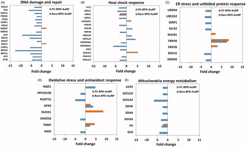 Figure 7. Representative genes involved in (A) DNA damage and repair, (B) heat shock response, (C) ER stress and unfolded protein response, (D) oxidative stress and antioxidant response and (E) mitochondria energy metabolism pathways upon treatment with 75.44 μg/ml (toxic dose) 40 nm bare BPEI-AuNP and PC-BPEI-AuNP for 24 h. Data shown having fold change < −2 and >2 at p < 0.05. Bare: no corona; BPEI: branched polyethyleneimine; AuNP: gold nanoparticles; PC: plasma corona.