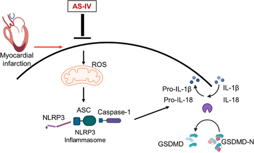 Figure 7. Mechanism underlying the effects of AS-IV after MI. MI induced mitochondria ROS production, activated the ROS/NLRP3/GSDMD pathway, AS-IV intervention inhibiting the production of ROS and the expression of NLRP3, cleaved cas-1, cleaved IL-1β, cleaved IL-18 and GSDMD-N, thus ameliorating myocardial fibrosis and cardiac remodeling.