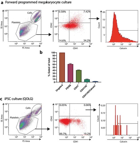 Figure 3. CD41 alone is not an adequate marker to define platelets. iPSc-derived megakaryocytes analyzed by flow cytometry using antibodies against CD41a, CD42a and using calcein-AM (A) gating strategy for the definition of a platelet, FS/SS, CD41/CD42+ and calcein-AM+, representative graphs (B) Flow cytometry quantification of events with the indicated gating strategies. (C) iPS cells analyzed by flow cytometry with a “platelet” staining protocol and gating strategy.