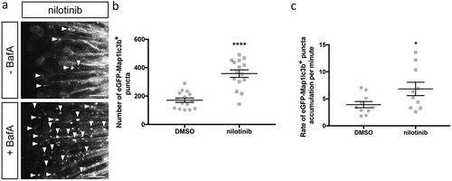 Figure 6. Nilotinib induces autophagosome formation and increases autophagic flux. (a) Representative maximum confocal projections of the optic tectum regions of 3-dpf larvae that underwent indicated treatment for 24 h. Scale bars: 10 μm. (b) Quantification of the numbers of eGFP-Map1lc3b-positive puncta in the optic tectum of 3-dpf larvae that underwent indicated treatment for 24 h; mean ± s.e.m. shown; n = 15 for each group. ****p < 0.0001, two-tailed unpaired t test (GraphPad Prism). (c) Quantification of rate of eGFP-Map1lc3b-positive puncta accumulation in the optic tectum of 3-dpf larvae that underwent indicated treatment for 24 h over 60 min; mean ± s.e.m. shown; n = 10 for each group. *p < 0.05, two-tailed unpaired t test (GraphPad Prism).